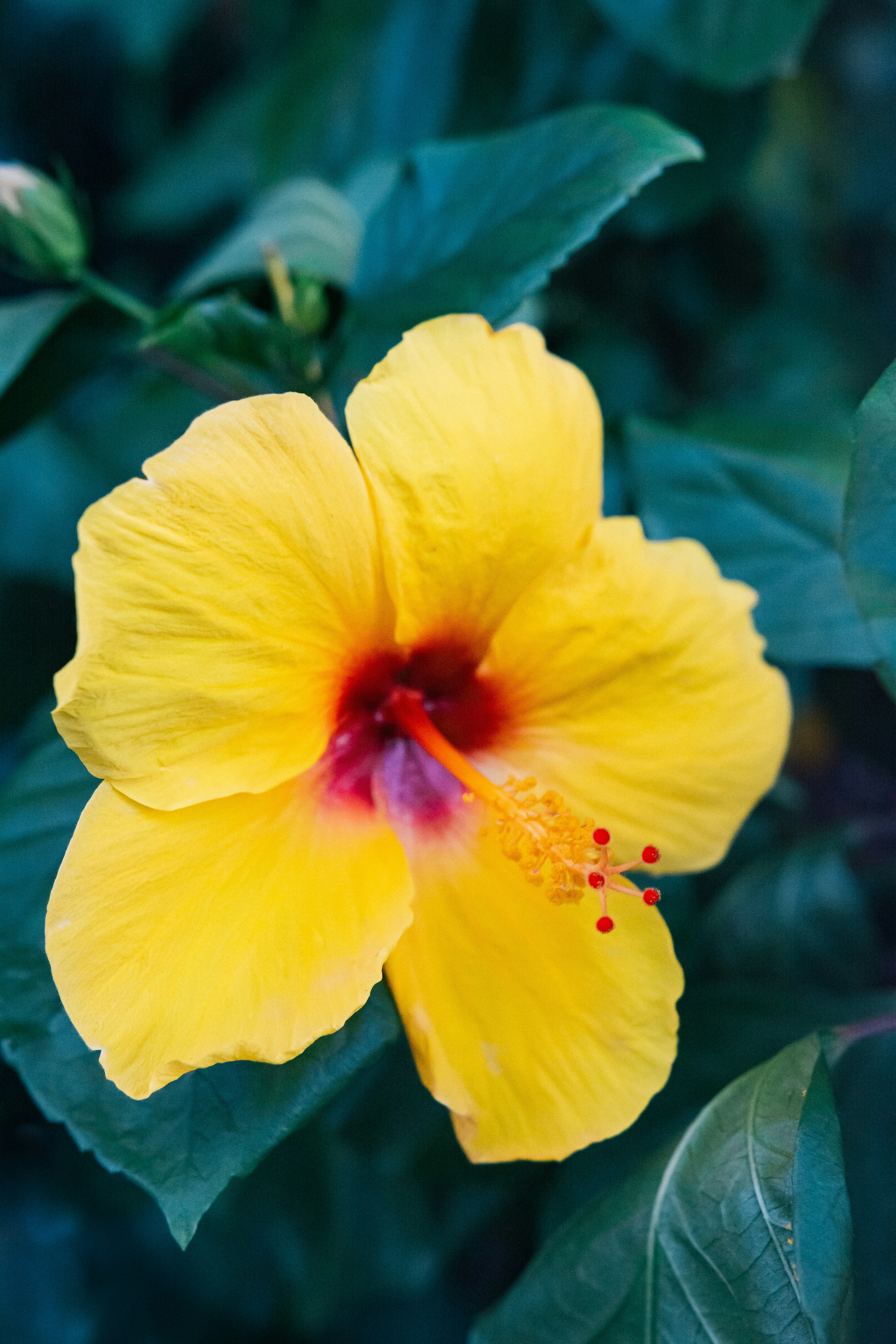 yellow flower with green leaves